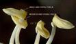  Anthers